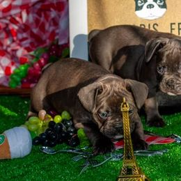 French Bulldogs from Bisou Bulldogs