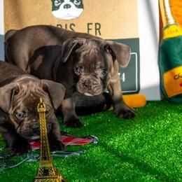 French Bulldogs from Bisou Bulldogs