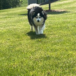 Couch - Pomsky
