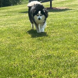 Couch - Pomsky