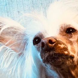 Chinese Cresteds from Aradia