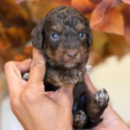 David - Brown boy - Phantom male Poodle puppy in Yuciapa, California from AlltheDoodlez_
