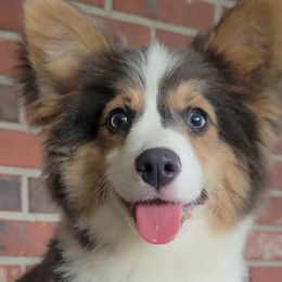 Betty - Pembroke Welsh Corgi