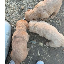 Golden Retriever Puppies from Collette's Goldens