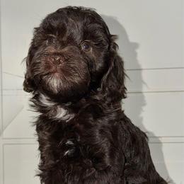 Peep - Chocolate - Chocolate female Australian Labradoodle puppy in Beecher, Illinois from Erica’s Doodles