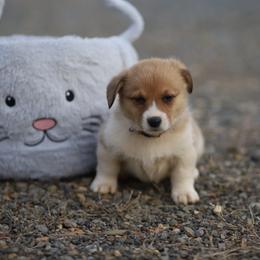 Girl 3 - Sable female Pembroke Welsh Corgi puppy in Ocala, Florida from Dolan Farms Corgis