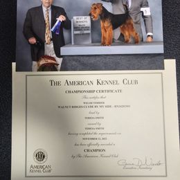 Clyde - Welsh Terrier