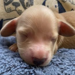 Carter - Cream male Dachshund puppy in Lake Mary, Florida from Lakeside Doxies