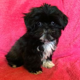 Shih Tzus from Shih Tzu Puppies