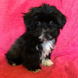 Shih Tzus from Shih Tzu Puppies
