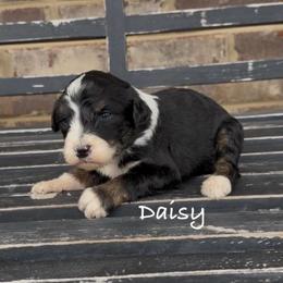 Daisy - Black tri-color female Aussiedoodle puppy in Cartersville, Georgia from Simply Blessed Doodles