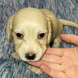 Cecilia - Cream female Dachshund puppy in Chesapeake, Virginia from Ari's Labradoodles