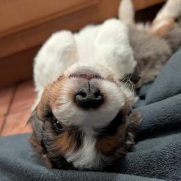 Aussiedoodle Puppies from Ridgeview Aussiedoodles