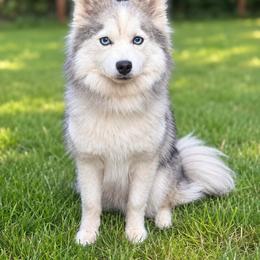 Missy - Pomsky