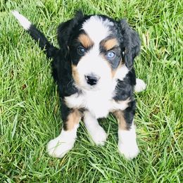 Black Tri Male One - Black tri-color Aussiedoodle puppy in Parma, Idaho from Arena Valley Acres