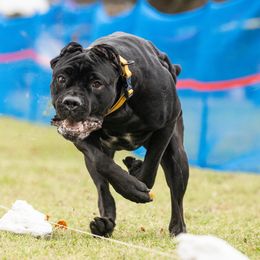 Cane Corso from Zenith Cane Corso
