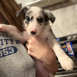 Zoey - Blue merle female Border Collie puppy in Decatur, Alabama from Phantom Border Collies
