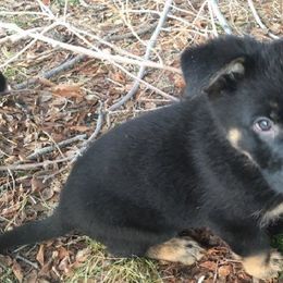 Boy 2 - German Shepherd puppy in Modoc County, California from Vom Marischal Working Lines German Shepherd Dogs