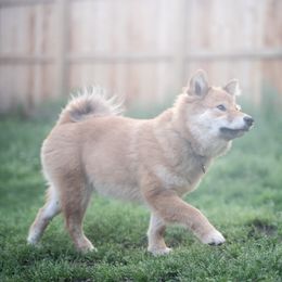 Shiba Inu from Fairyland Shibas