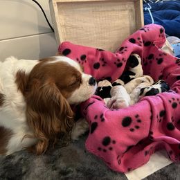 Mia - Cavalier King Charles Spaniel