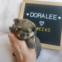 Doralee - Cream sable female Pomeranian puppy in Saint Charles, Missouri from Bisous Pomeranians & Heartland Sh