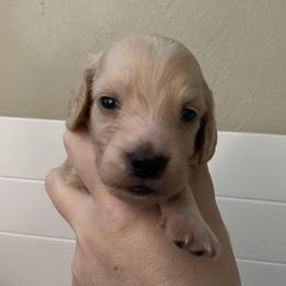Popcorn - Cream male Dachshund puppy in Wolf Lake, Indiana from Canisteo Dachshunds