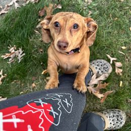 Shiloh - Dachshund
