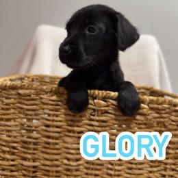 Glory - Black female Labrador Retriever puppy in Lucasville, Ohio from Backwoods Labradors
