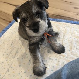 Miniature Schnauzer Puppies from Miles Family Schnauzers