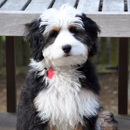 Bernedoodle Puppies from Flat Creek Bernedoodles