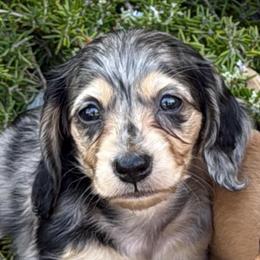 Dapple male - Dapple male Dachshund puppy in San Diego, California from San Diego Dachshunds