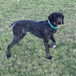 Sadie - German Shorthaired Pointer