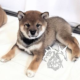 KoMori - Sesame female Shiba Inu puppy in California from WOLFOX shiba inu