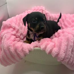 Tortellini - Black and tan female Dachshund puppy in Mountain Home, Arkansas from Furry Friends Kennel