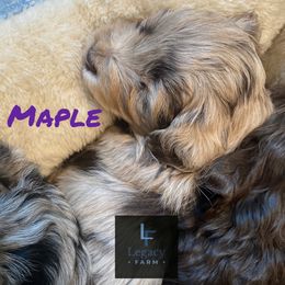 Maple - Red merle female Aussiedoodle puppy in Knoxville, Tennessee from Legacy Farm