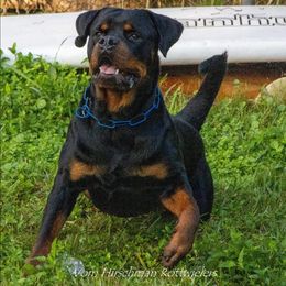 Enzo - Rottweiler