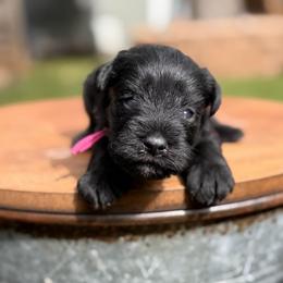 Pink Collar Female - Black female Miniature Schnauzer puppy in Brownwood, Texas from Texas Dreams Mini Schnauzers