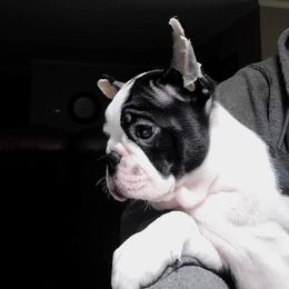 Boston Terrier, Boxer, and French Bulldog Puppies from Azaleas Euro Boxers & Boston Terriers