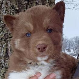 Yellow collar girl - Red and white female Siberian Husky puppy in Terre Haute, Indiana from April's Huskies