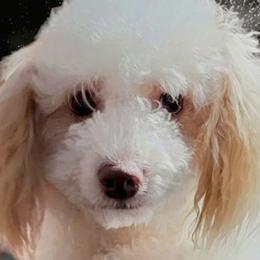 Remy - Sheepadoodle