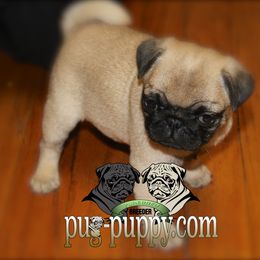 Pug Puppies from Pug Puppies of Boston