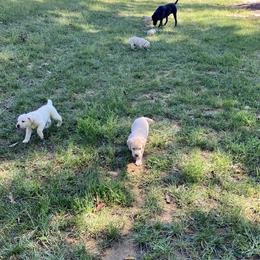 Dilute Retriever Puppies from Weathervane Labs
