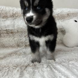 Siberian Husky Puppies from FamilyFur