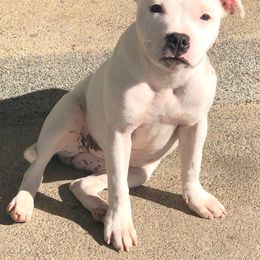 Staffordshire Bull Terrier Puppies from Sequoia Staffords