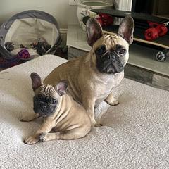 Luna - French Bulldog