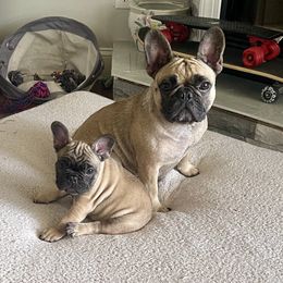 Luna - French Bulldog