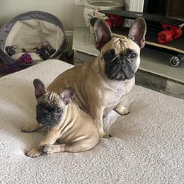 Luna - French Bulldog