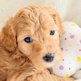 Boy 5 - male Double Doodle puppy in Clarks Hill, South Carolina from Rosie’s Double Doodles
