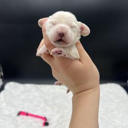 Izzy - Cream female Dachshund puppy in Nashville, Arkansas from Cuddles n Curls