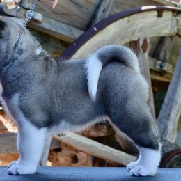 Akita Puppies from Aces-Up Akitas